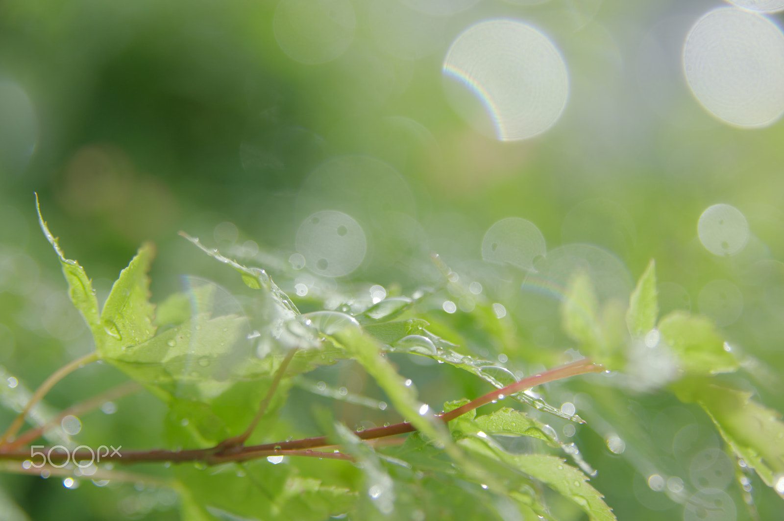 Sigma 17-70mm F2.8-4.5 DC Macro sample photo. Fresh! photography