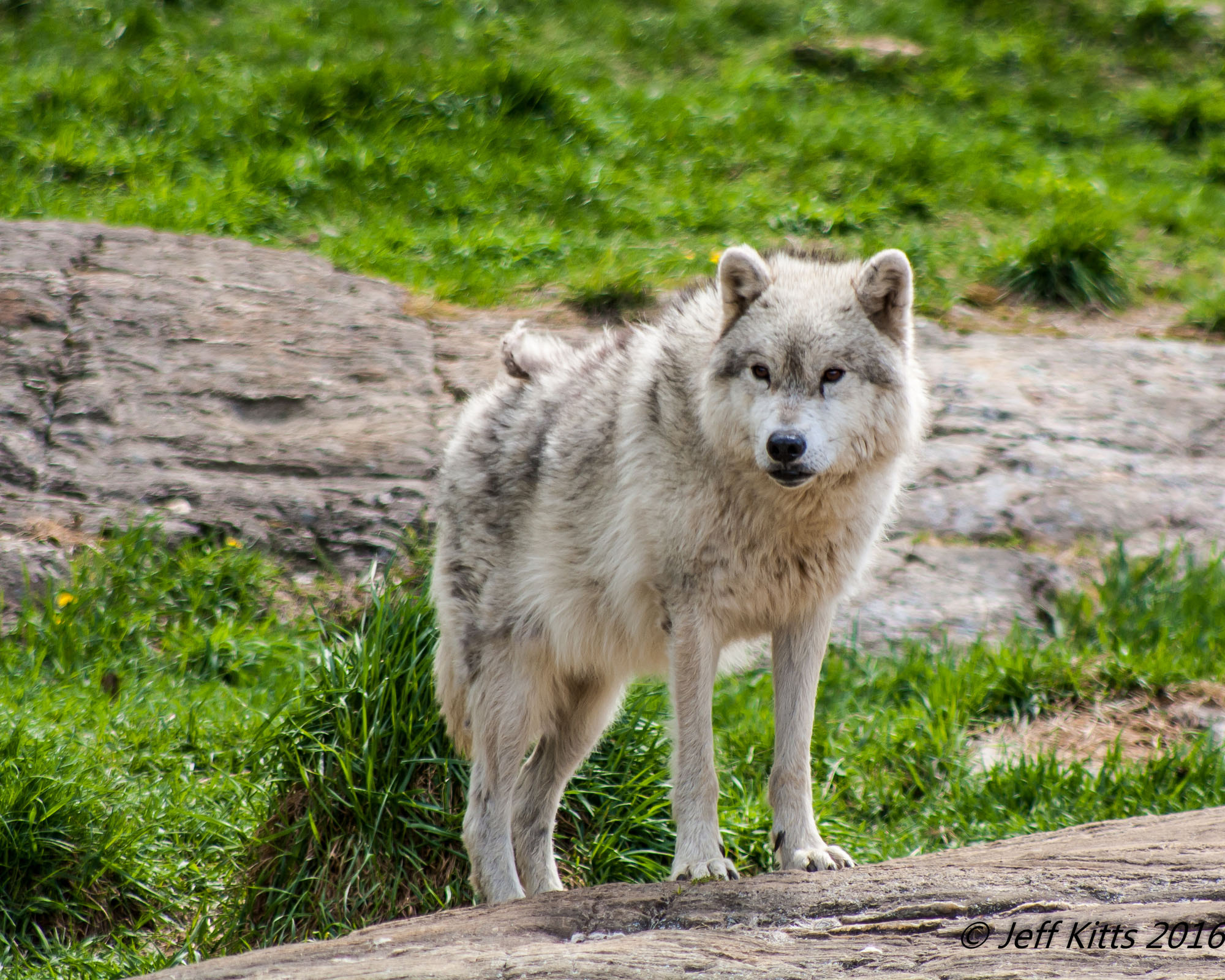 Canon EF 75-300mm f/4-5.6 USM sample photo. 8513 photography