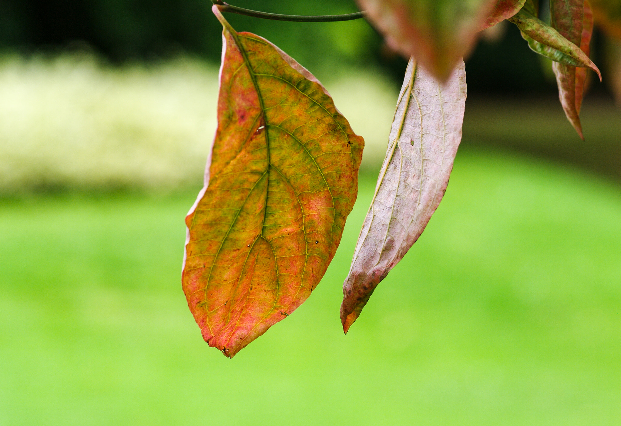 Pentax K20D + Pentax smc D-FA 100mm F2.8 macro sample photo. Golden leaf photography