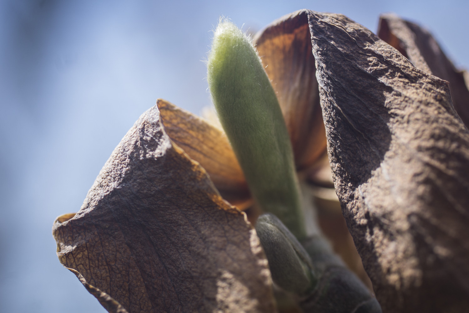 Sony a6000 + Canon EF 50mm F2.5 Macro sample photo. The daily percyscope 027 photography