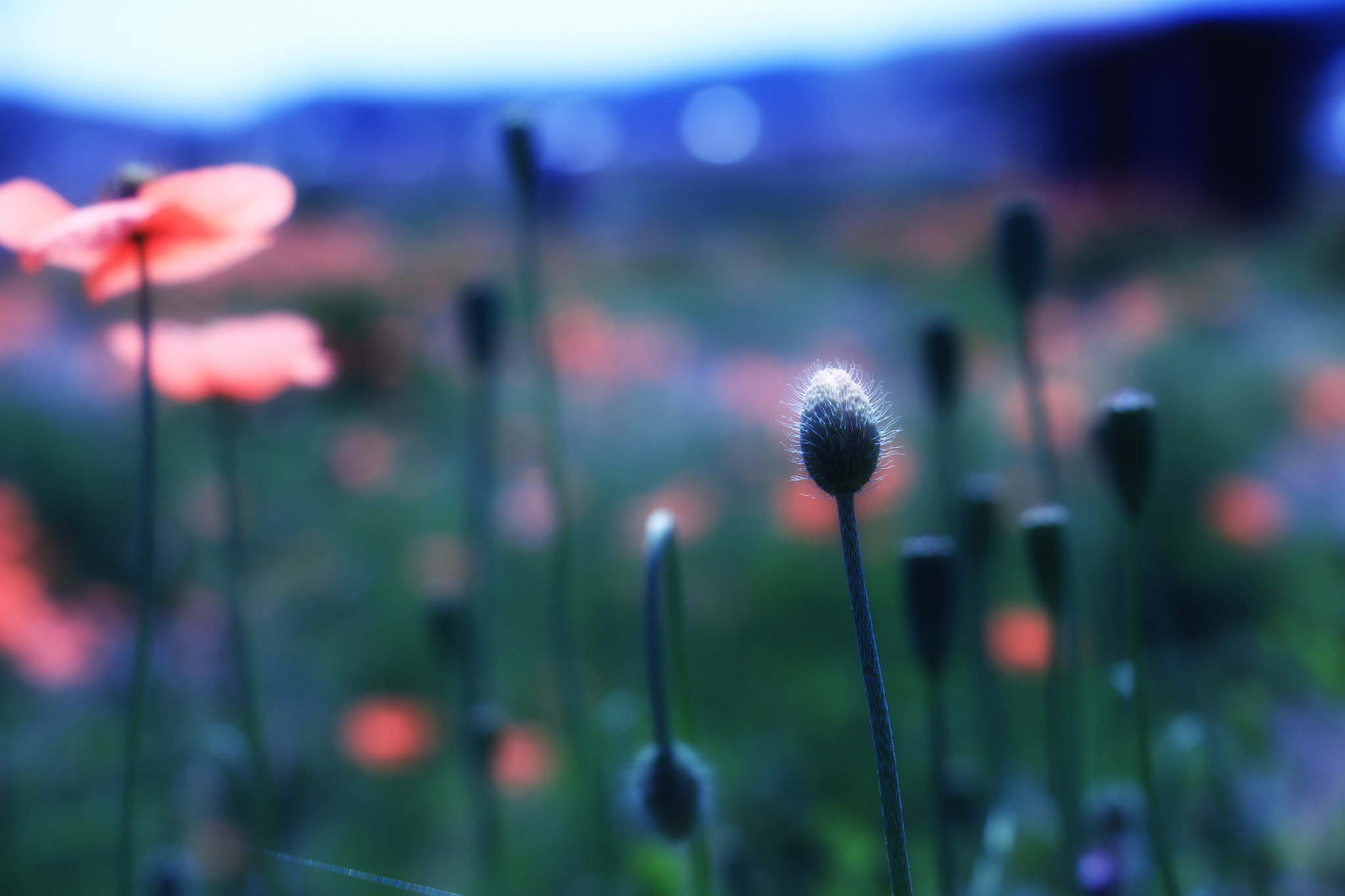 Canon EOS 700D (EOS Rebel T5i / EOS Kiss X7i) sample photo