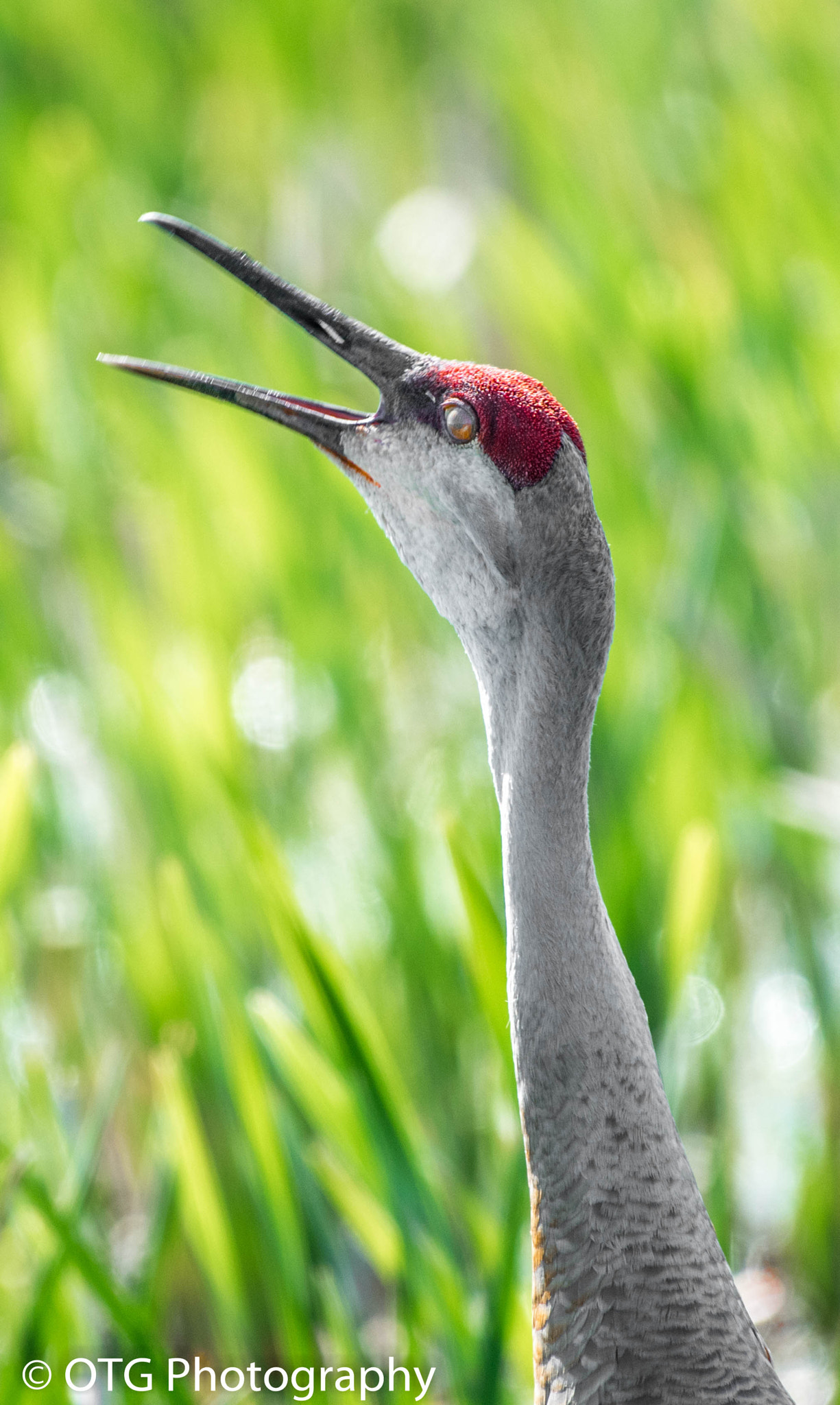 Nikon AF-S Nikkor 200-500mm F5.6E ED VR sample photo. Sandhill chatter photography