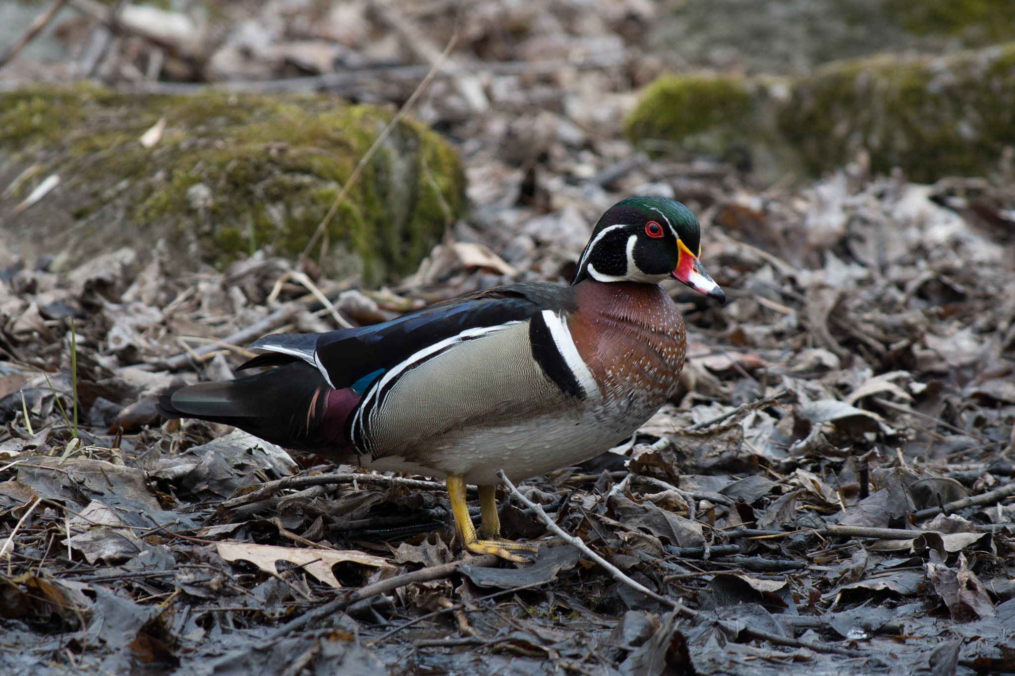 Pentax smc DA* 300mm F4.0 ED (IF) SDM sample photo. Wood duck photography