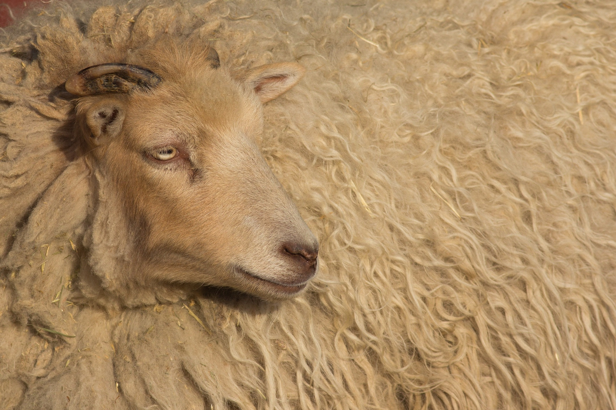 Canon EOS 60D + Canon EF 400mm F5.6L USM sample photo. Stonewall farm- keene, nh photography