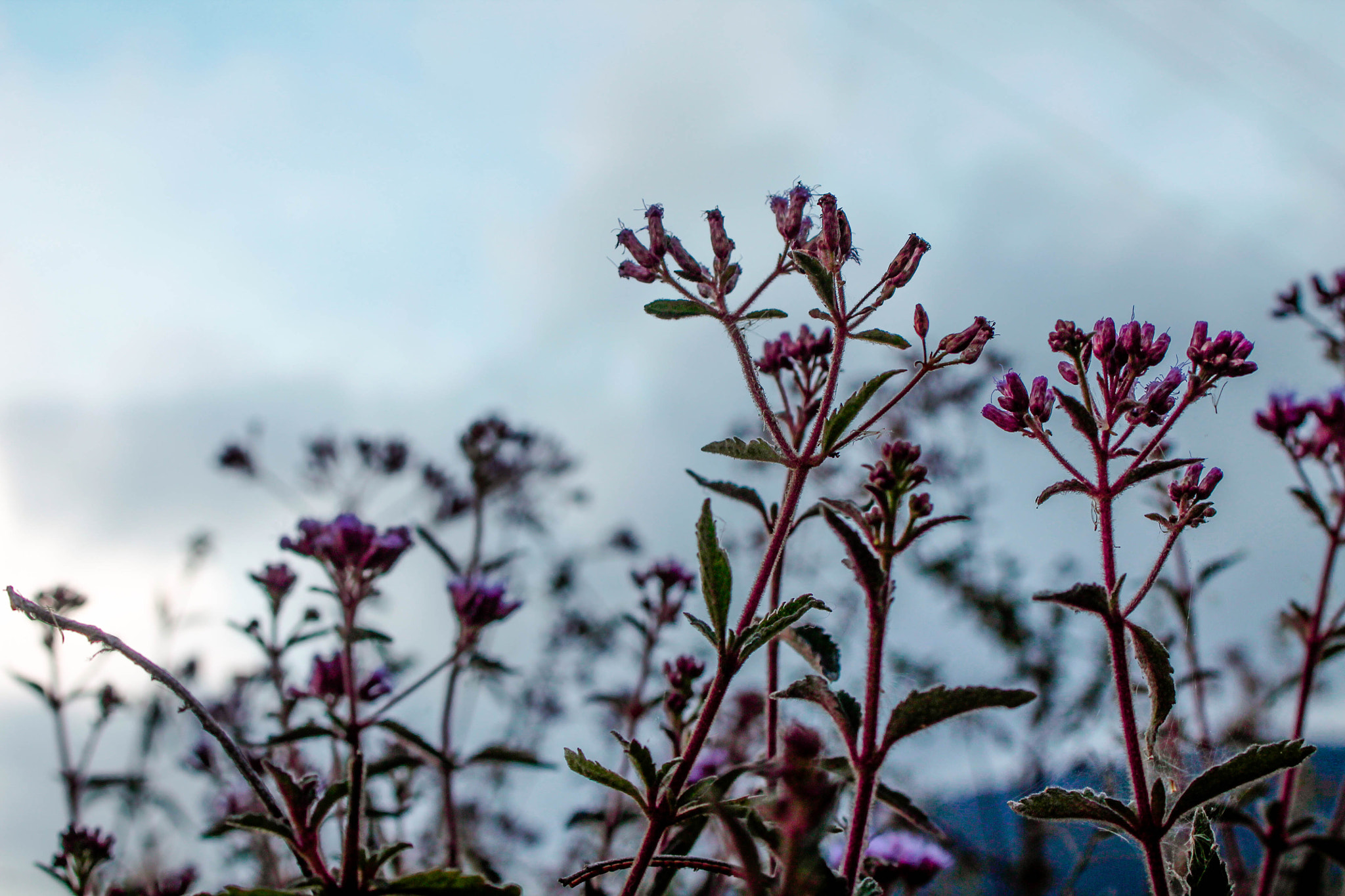 Canon EF 28-80mm f/3.5-5.6 sample photo. Natural photography