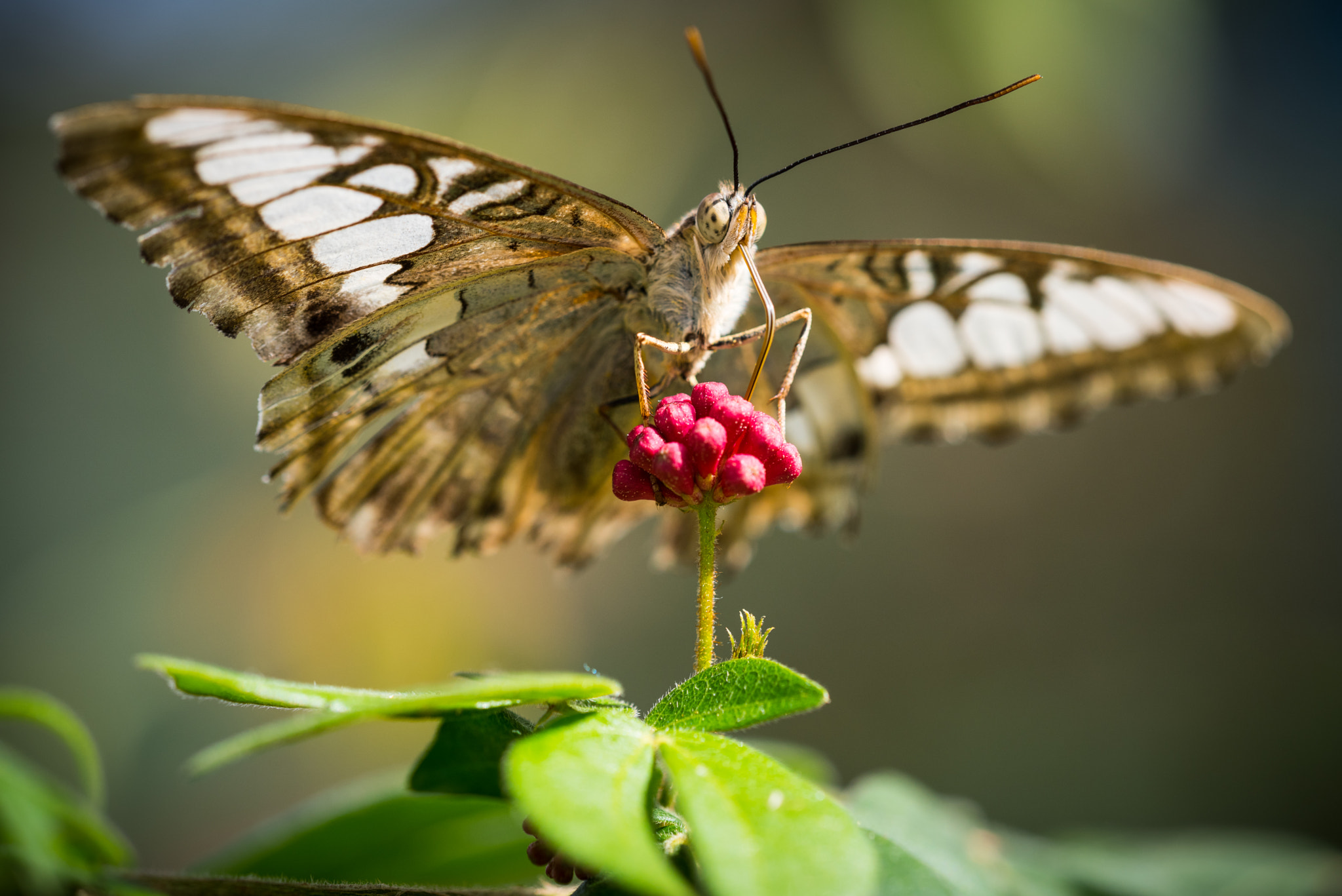 Sigma 150mm F2.8 EX DG Macro HSM sample photo. Poise photography