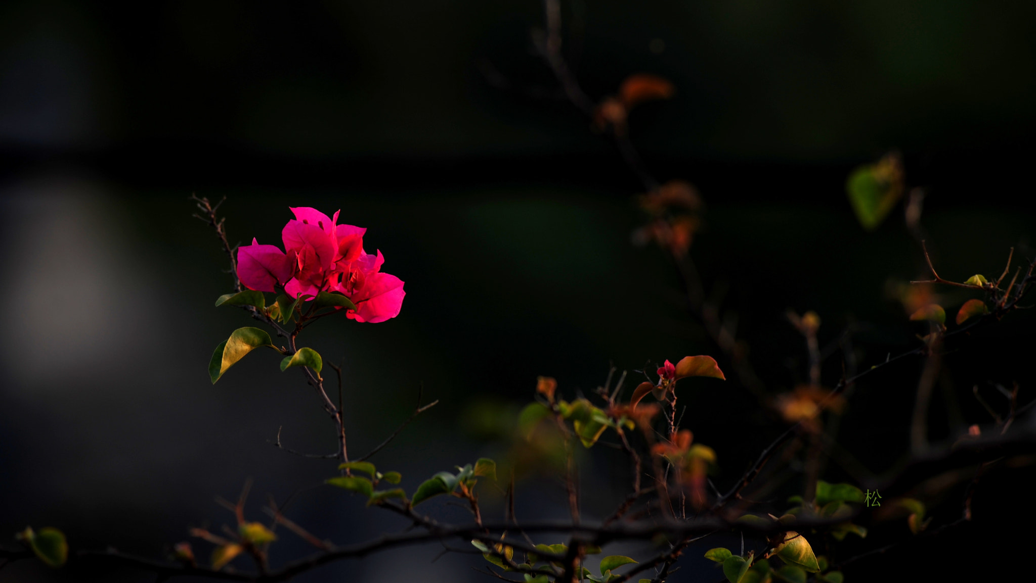 Nikon AF-Nikkor 80-200mm F2.8D ED sample photo. 旁晚里的三角梅-triangle plum photography