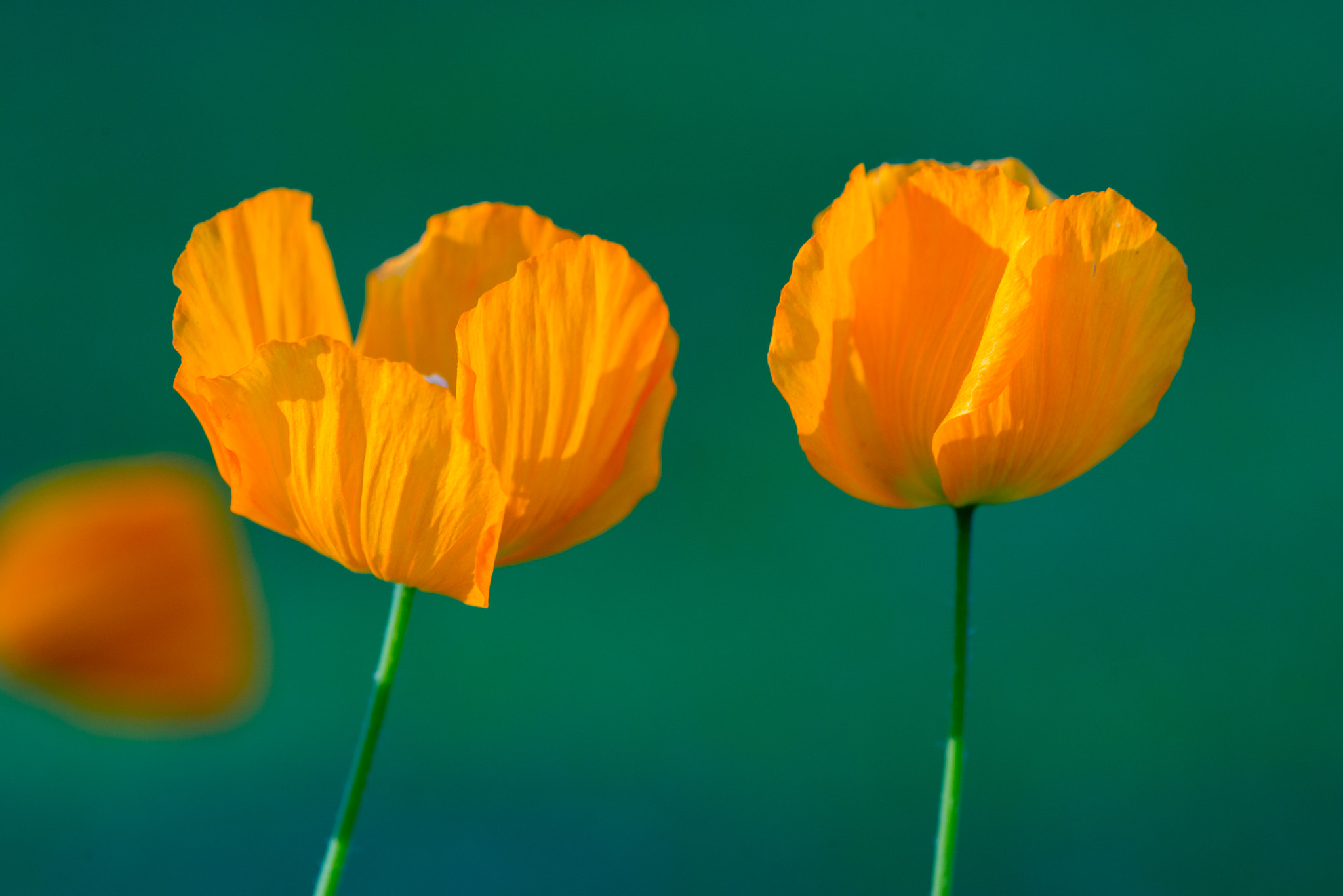 Nikon D800 + Nikon AF Micro-Nikkor 200mm F4D ED-IF sample photo. A happy couple photography