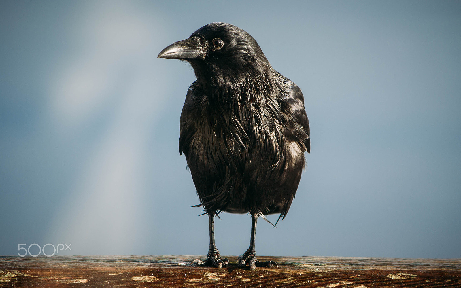 Canon EOS 1000D (EOS Digital Rebel XS / EOS Kiss F) sample photo. Dripping crow photography