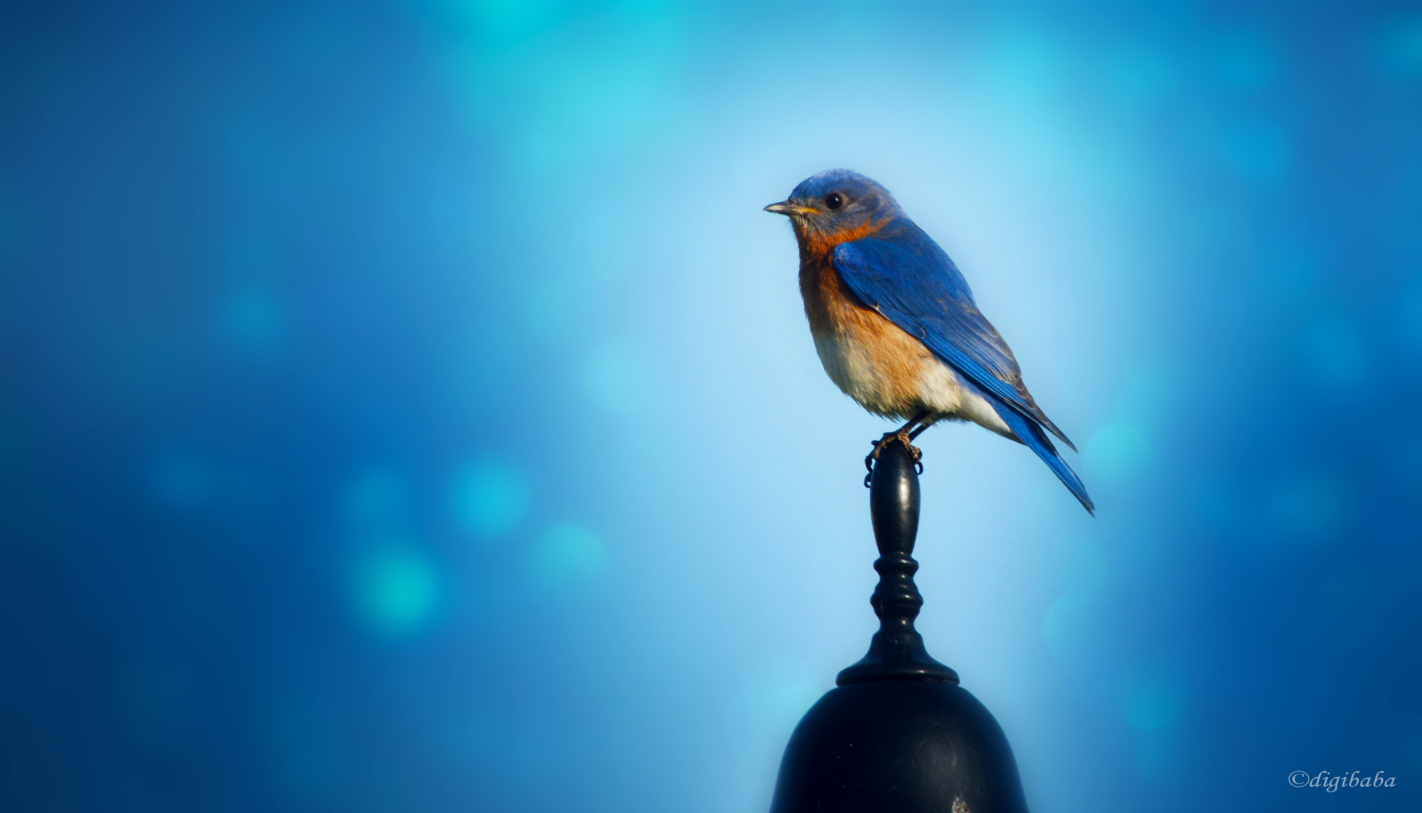 Sigma 120-400mm F4.5-5.6 DG OS HSM sample photo. Bluebird photography
