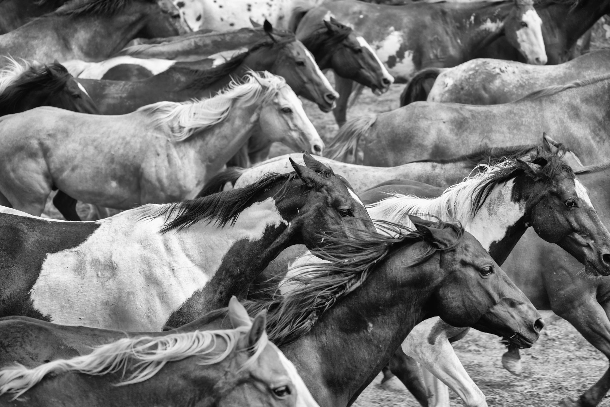 Sigma 120-400mm F4.5-5.6 DG OS HSM sample photo. The herd photography