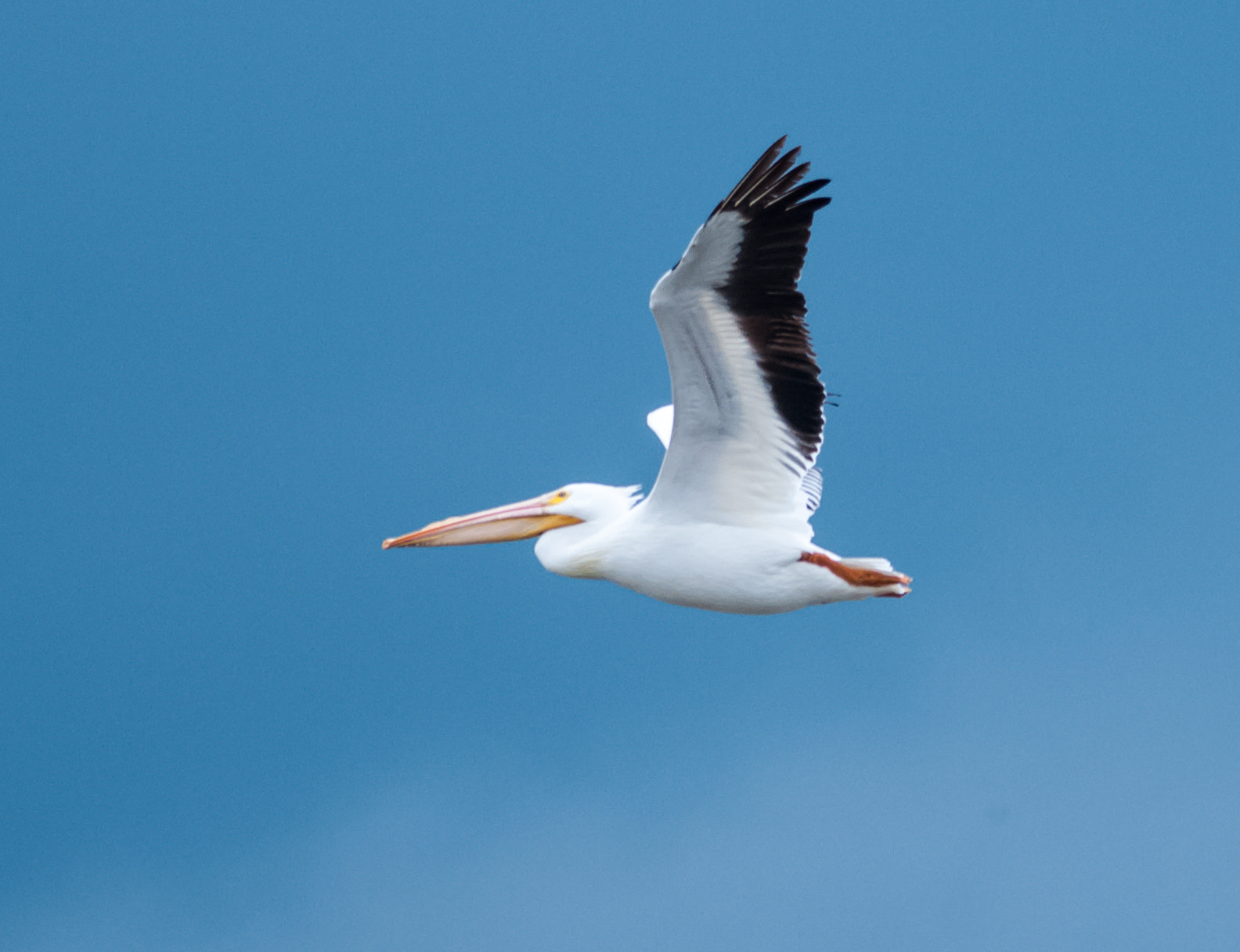 Nikon D300S + Nikon AF-S Nikkor 300mm F4D ED-IF sample photo. Flying pelican photography