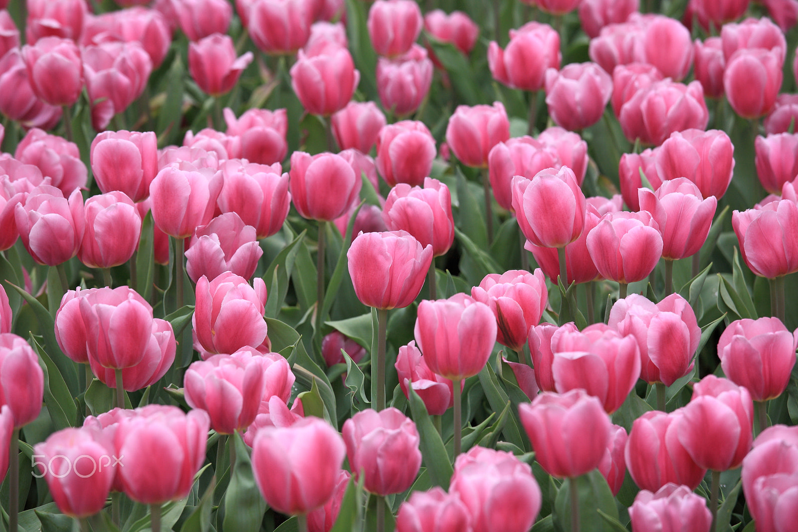 Canon EOS 5D + Canon EF 70-200mm F4L IS USM sample photo. Beautiful tulips photography