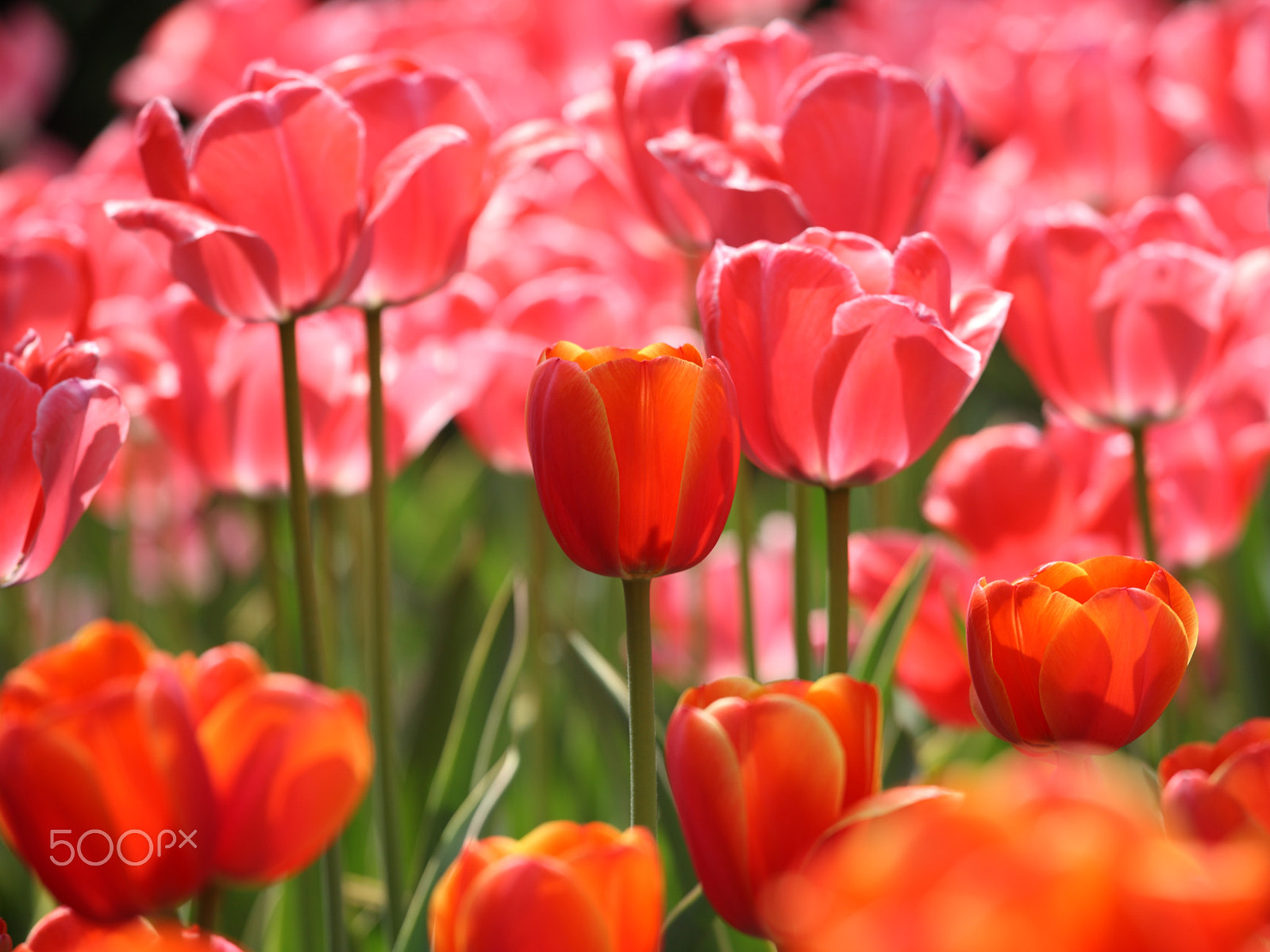 Canon EOS 5D + Canon EF 70-200mm F4L IS USM sample photo. Beautiful tulips photography