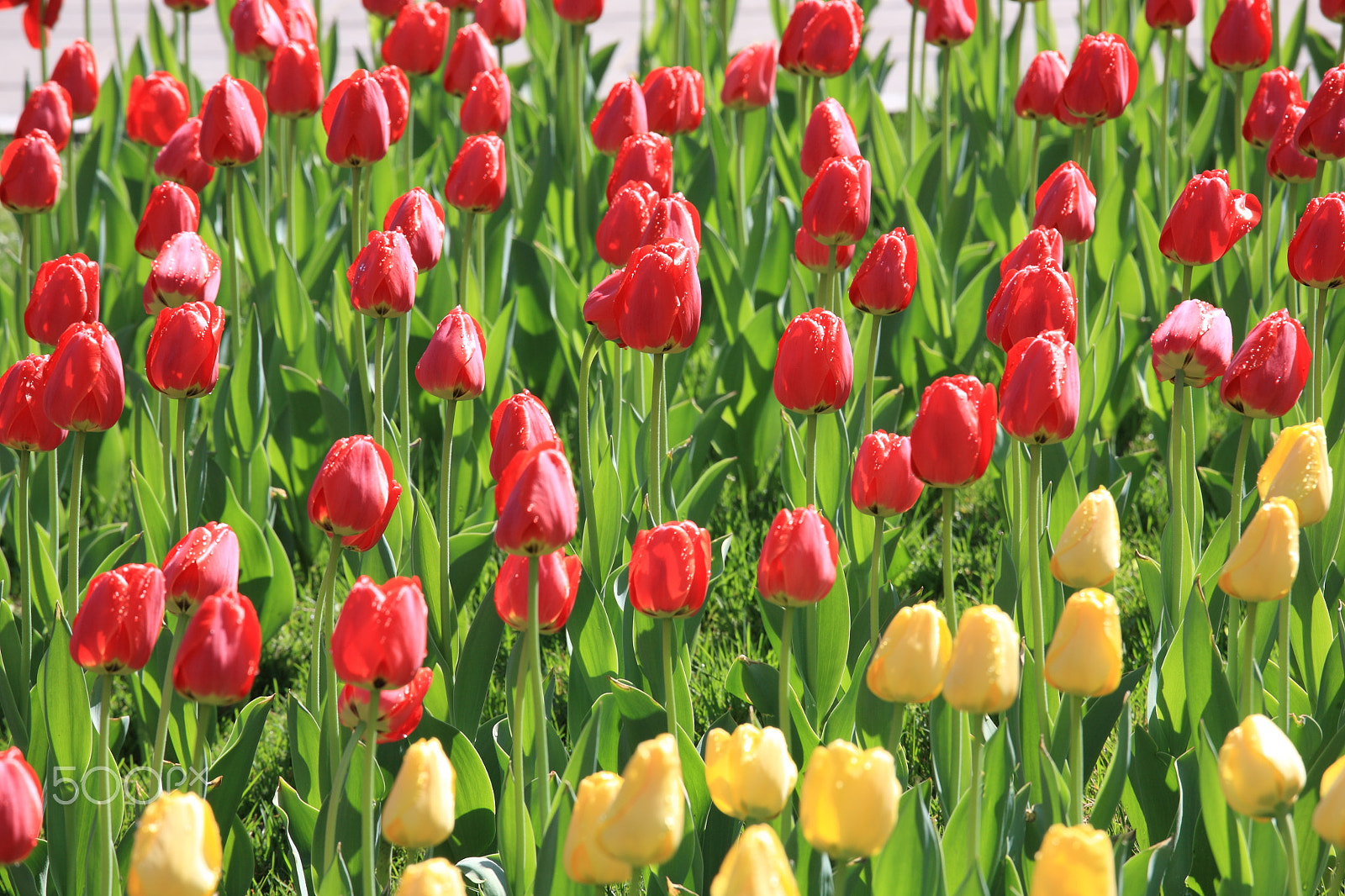 Canon EOS 5D + Canon EF 70-200mm F4L IS USM sample photo. Beautiful tulips photography