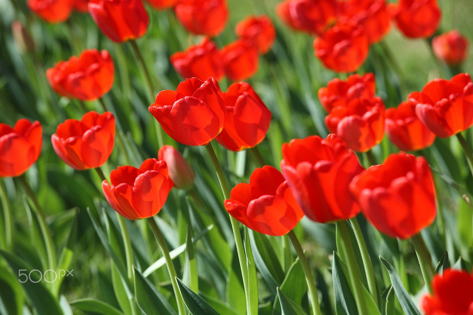 Canon EOS 5D + Canon EF 70-200mm F4L IS USM sample photo. Beautiful tulips photography