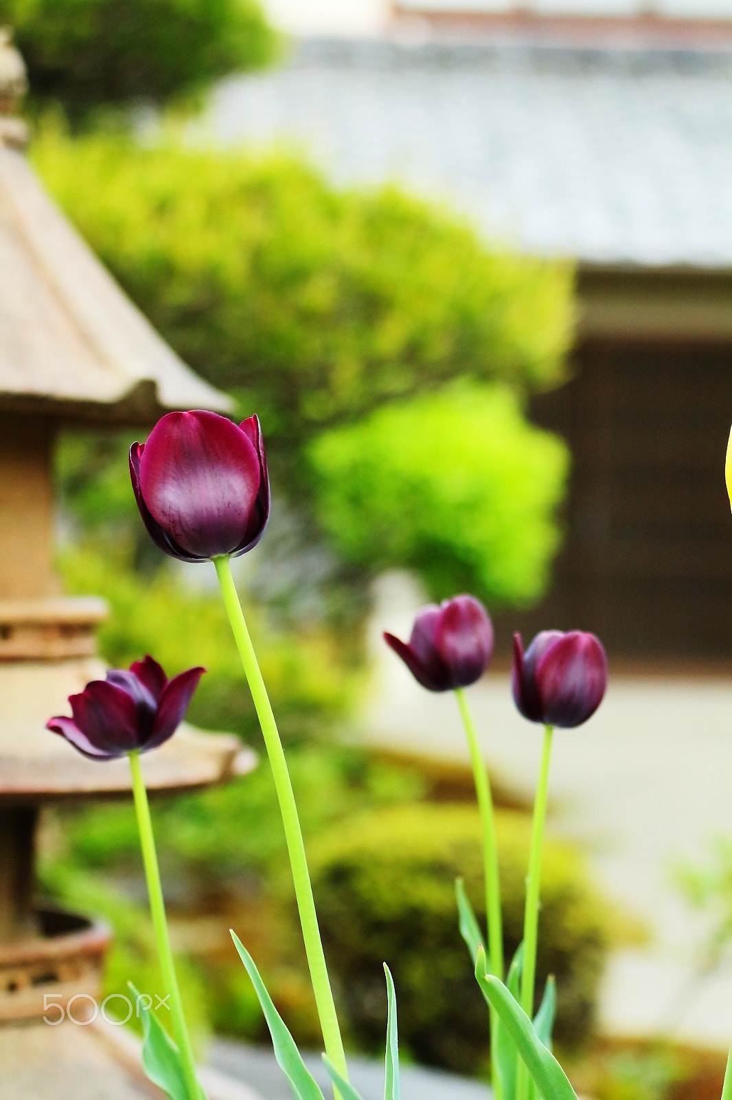 Canon EF 70-300mm F4-5.6L IS USM sample photo. Purple tulips photography