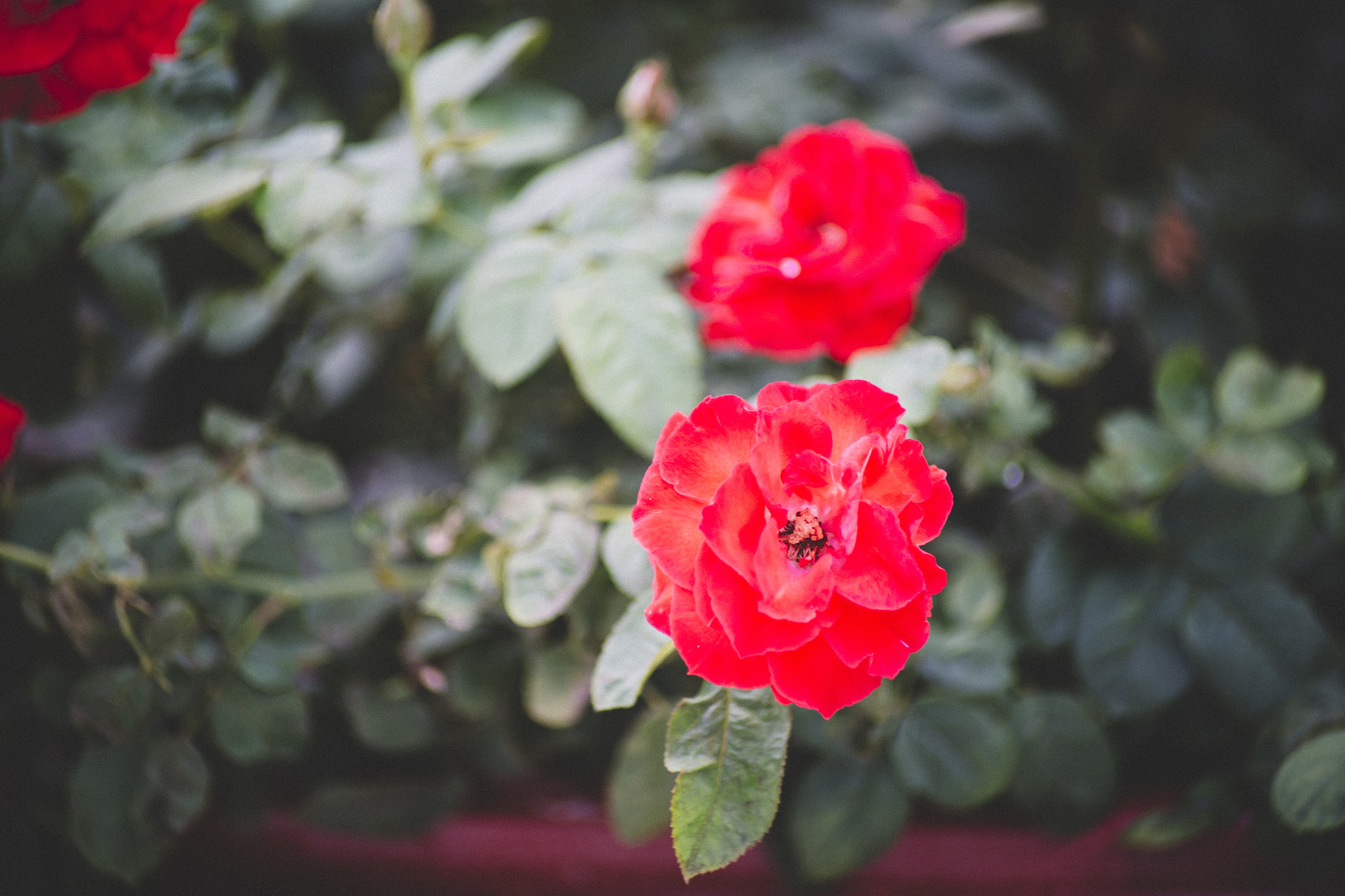 Canon EOS 6D + Canon EF 70-210mm f/4 sample photo. 等到花兒也謝了 photography