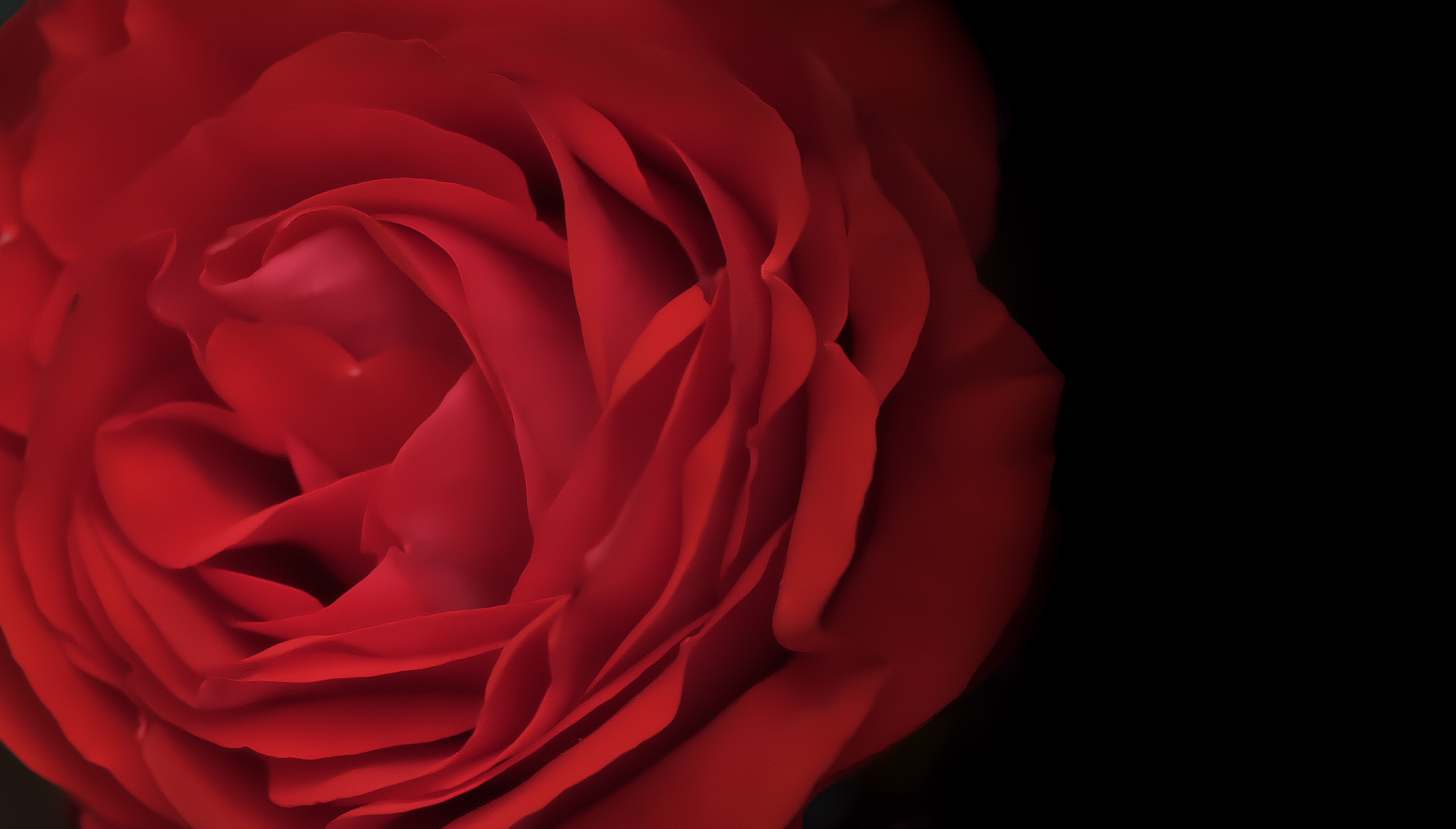 Pentax smc D-FA 100mm F2.8 Macro WR sample photo. Rose photography