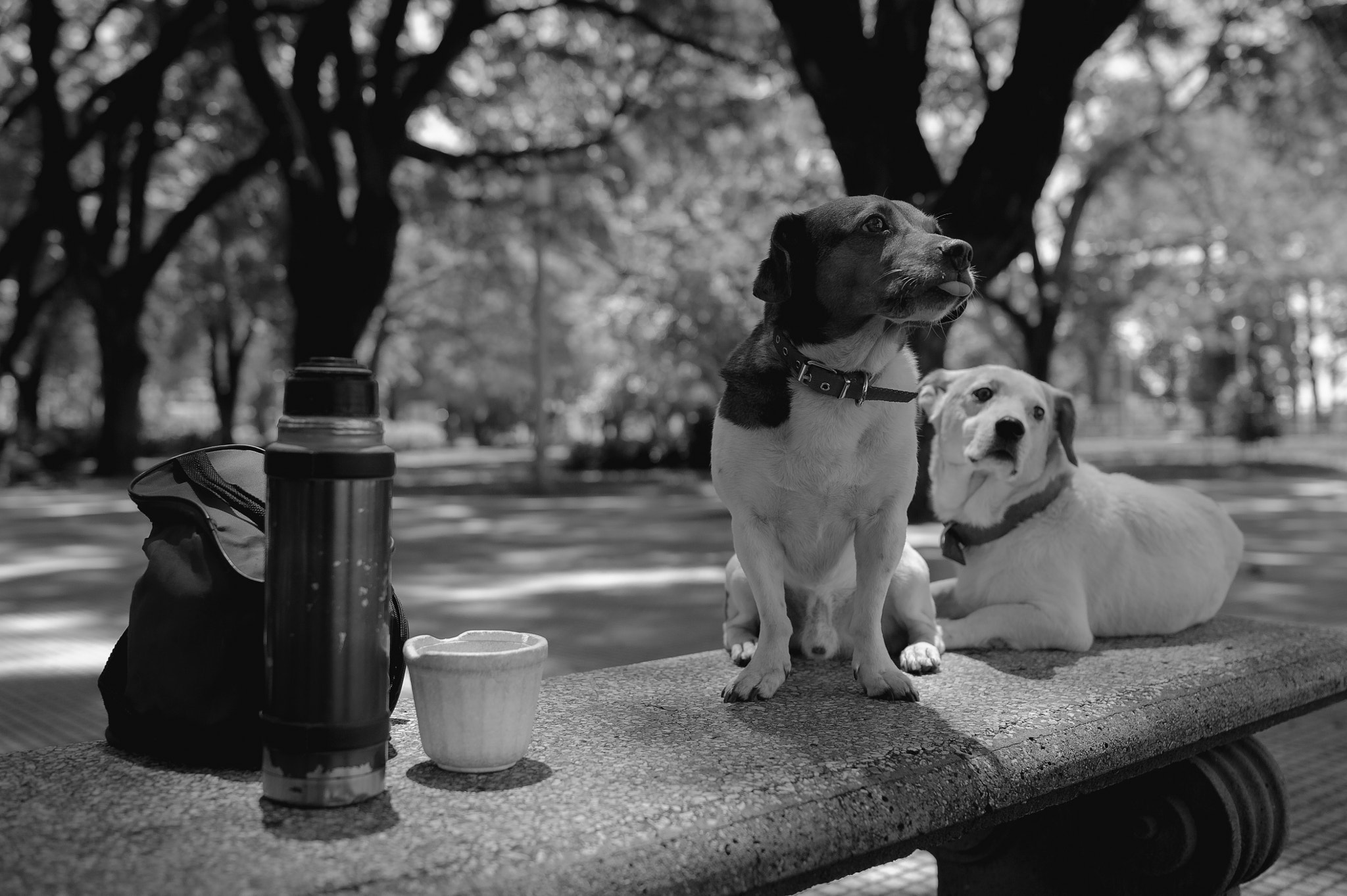 Nikon D700 + Samyang 35mm F1.4 AS UMC sample photo. Dogs life photography