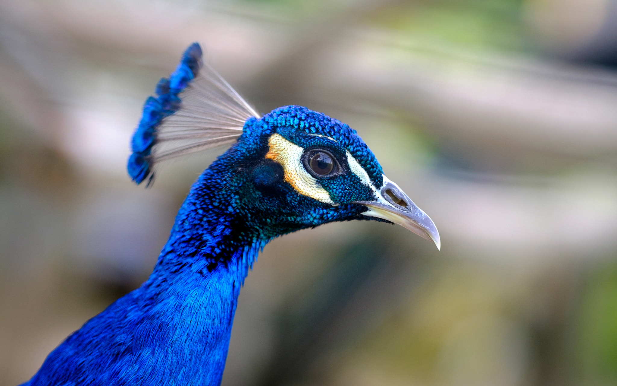 Fujifilm X-E2 + Fujifilm XF 90mm F2 R LM WR sample photo. Blue photography