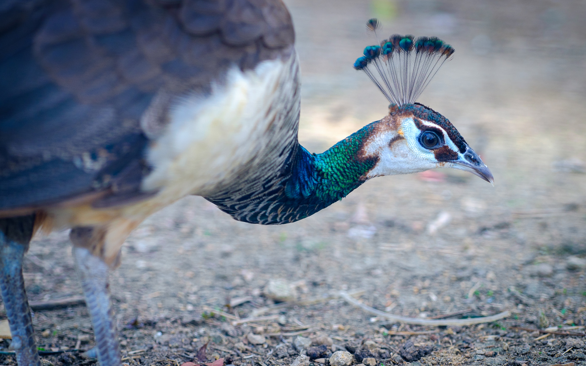 Fujifilm X-E2 + Fujifilm XF 90mm F2 R LM WR sample photo. Blue photography