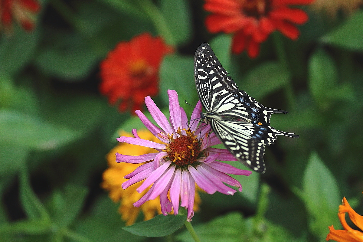 Canon EF 70-300mm F4-5.6L IS USM sample photo. Before take off photography