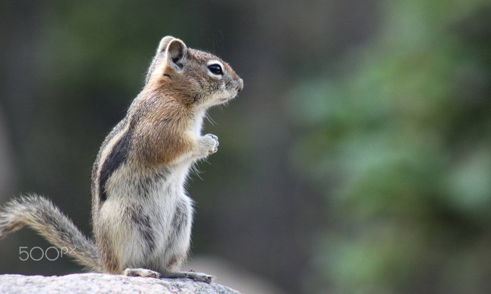 Canon EOS 50D + EF75-300mm f/4-5.6 sample photo. Make sure you get my good side... photography