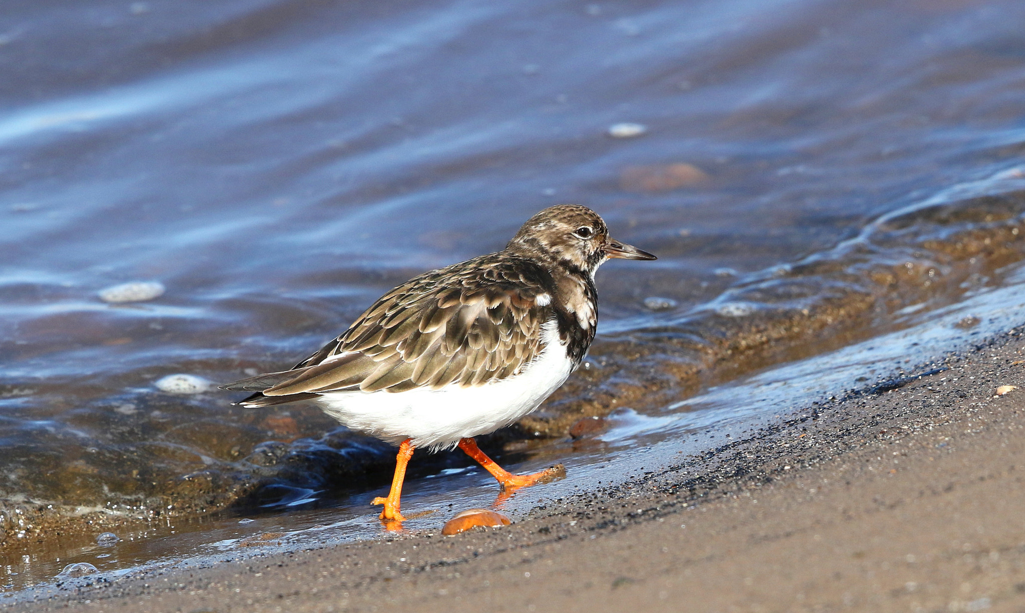 Canon EF 500mm F4L IS II USM sample photo. Turnstone photography