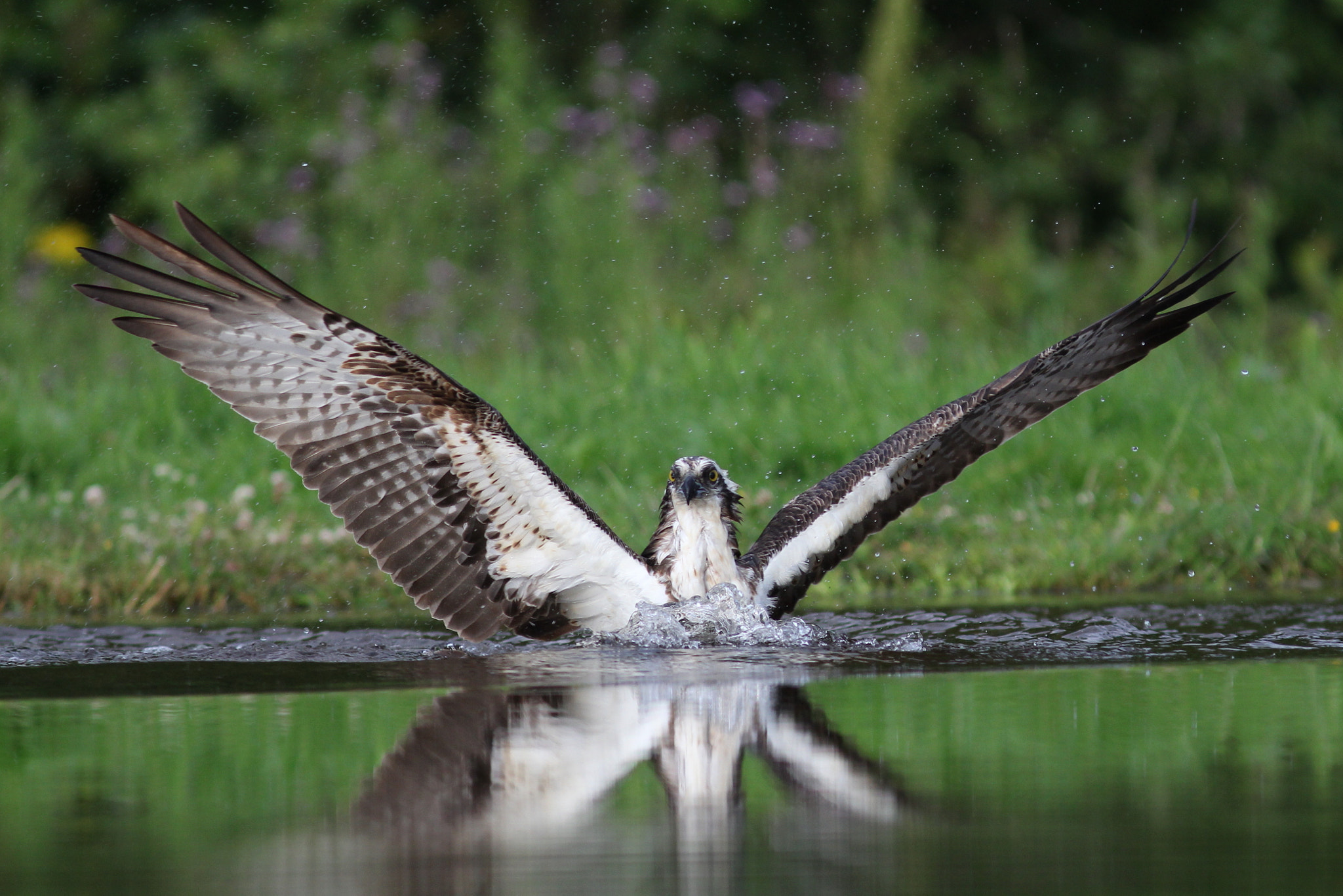 Canon EF 300mm F4L IS USM sample photo. Osprey photography