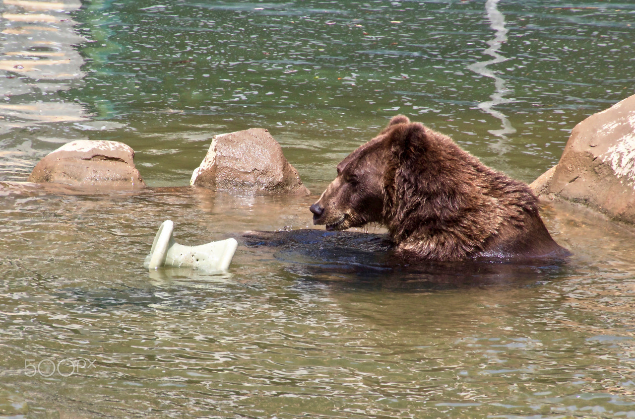 Canon EOS 550D (EOS Rebel T2i / EOS Kiss X4) sample photo. Playtime bear photography