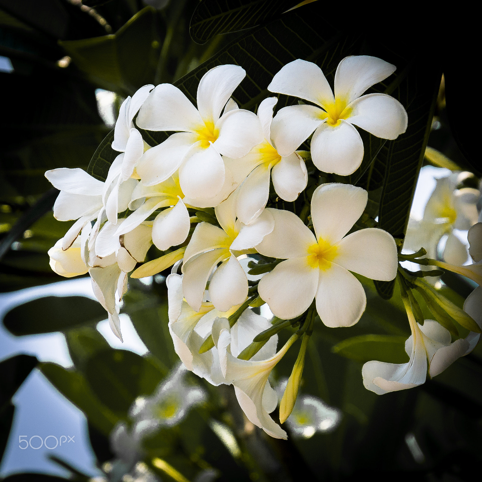 Panasonic Lumix DMC-GF7 sample photo. White  plumeria flowers photography