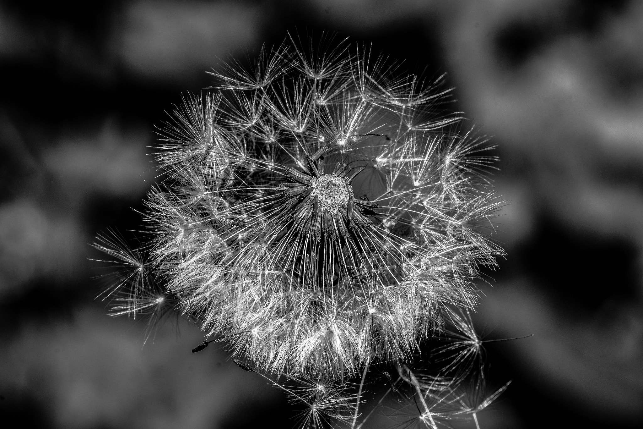Sigma 150mm F2.8 EX DG OS Macro HSM sample photo. Puste blume dandelion photography