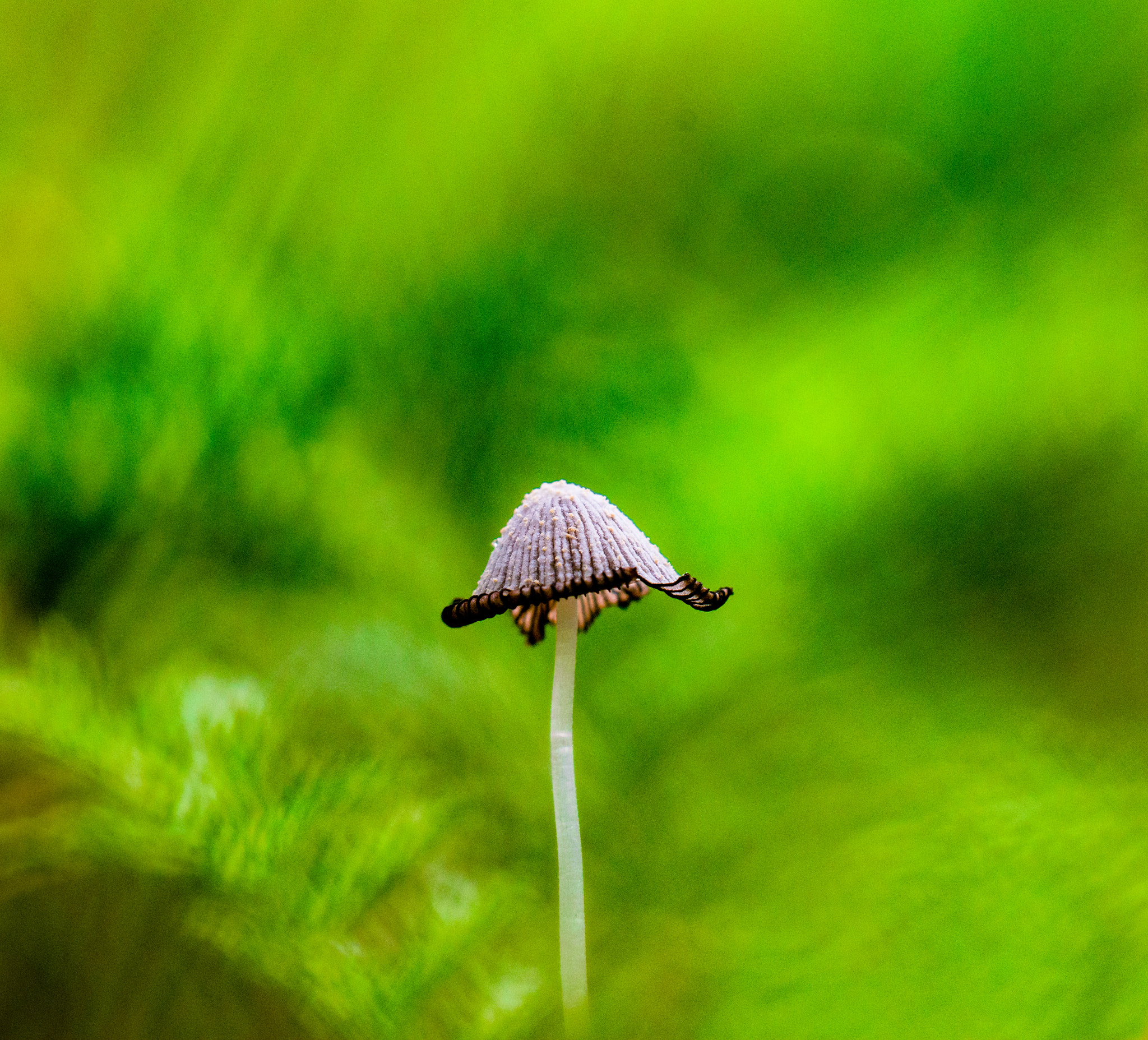 Sigma 150mm F2.8 EX DG OS Macro HSM sample photo. Magic mushroom photography