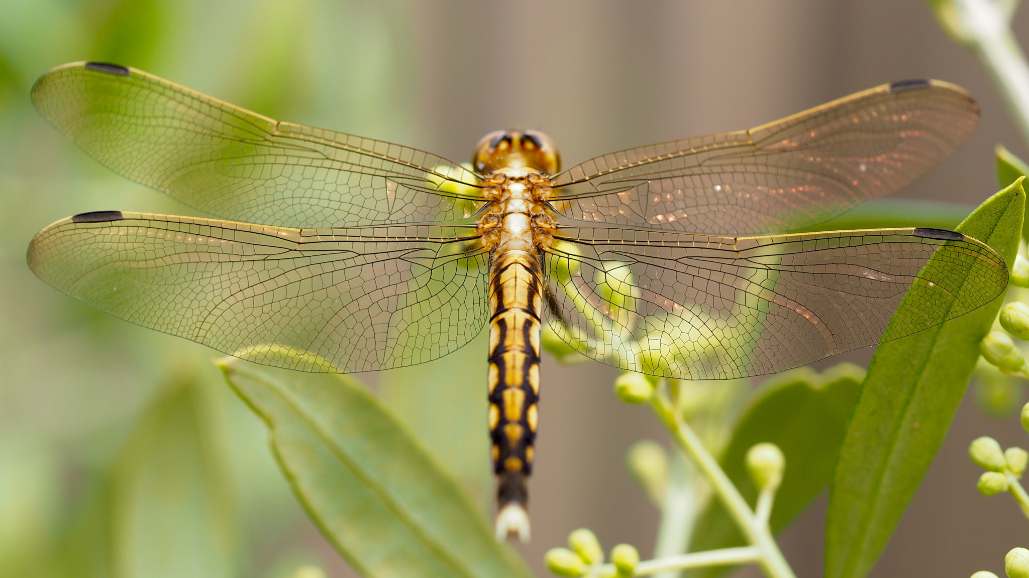 Olympus PEN E-PL7 sample photo. Flying dragon in my garden olive photography