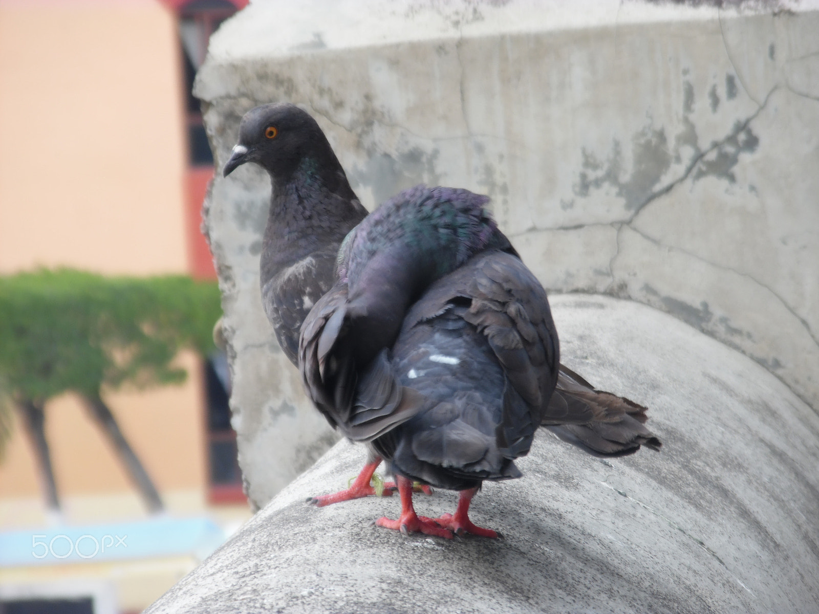Samsung WB50F/WB51F/WB52F sample photo. Birds cathedral photography