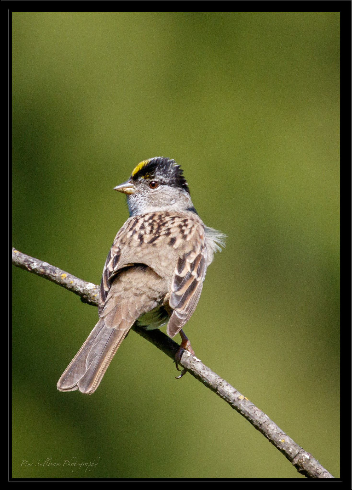 Canon EF 400mm F4 DO IS II USM sample photo. Yellow crowned sparrow photography