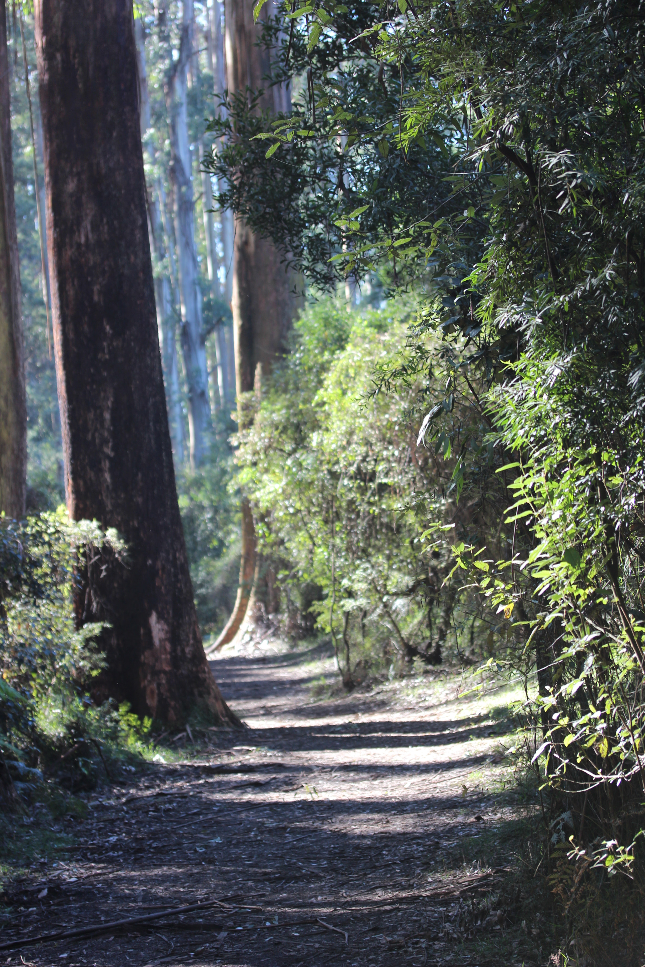 Canon EF-S 60mm F2.8 Macro USM sample photo. Sherbrooke forest dandenong hills melbourne australia photography