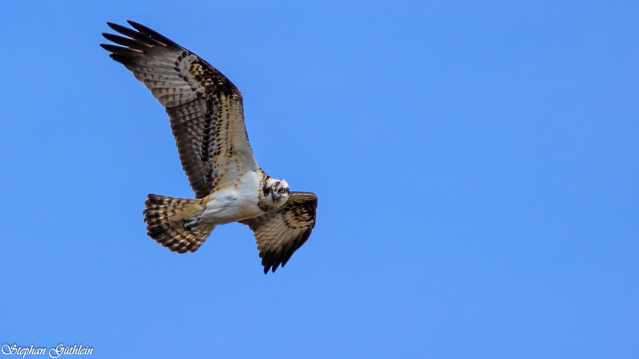 Sigma 150-600mm F5-6.3 DG OS HSM | C sample photo. We are watching each other. photography