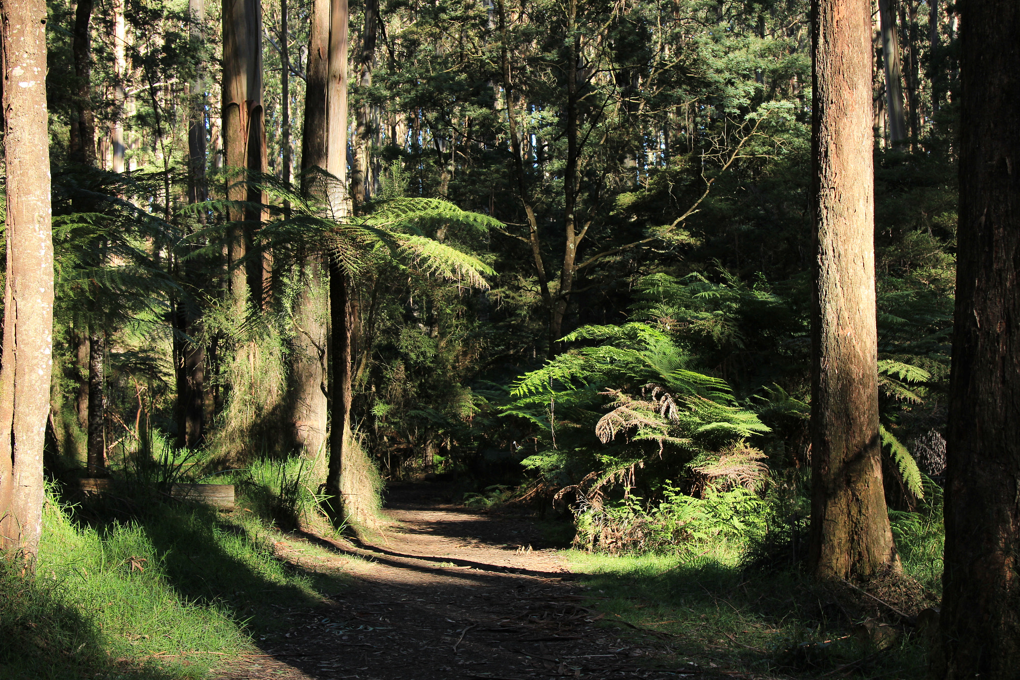 Canon EOS 600D (Rebel EOS T3i / EOS Kiss X5) sample photo. Sherbrooke forest dandenong hills melbourne photography