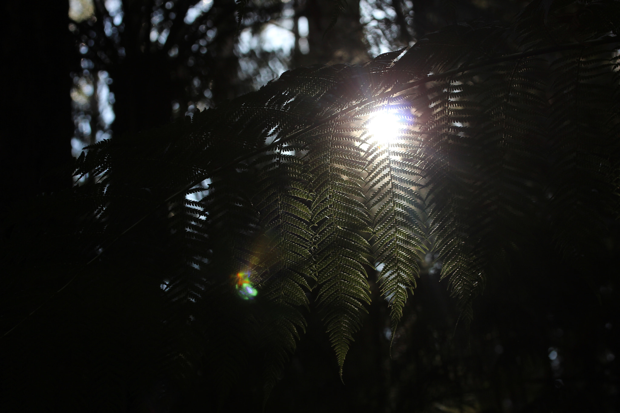 Canon EF-S 60mm F2.8 Macro USM sample photo. Deep in the sherbrooke forest, no light photography