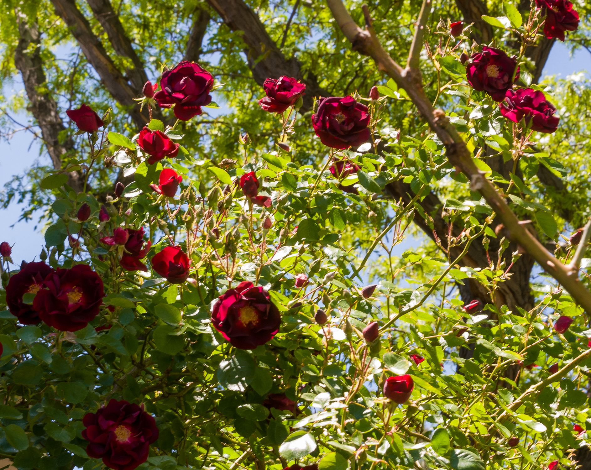 Nikon D80 sample photo. Everything is coming up roses photography