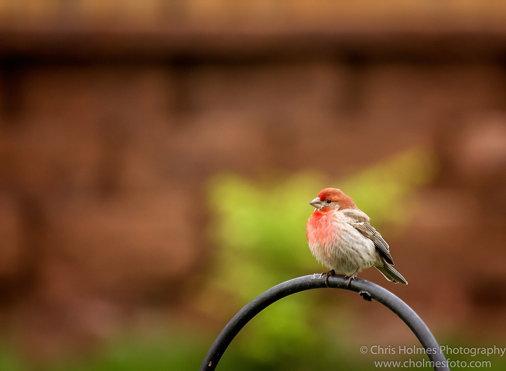 Canon EOS 1100D (EOS Rebel T3 / EOS Kiss X50) + Canon EF 70-200mm F4L USM sample photo. House finch photography