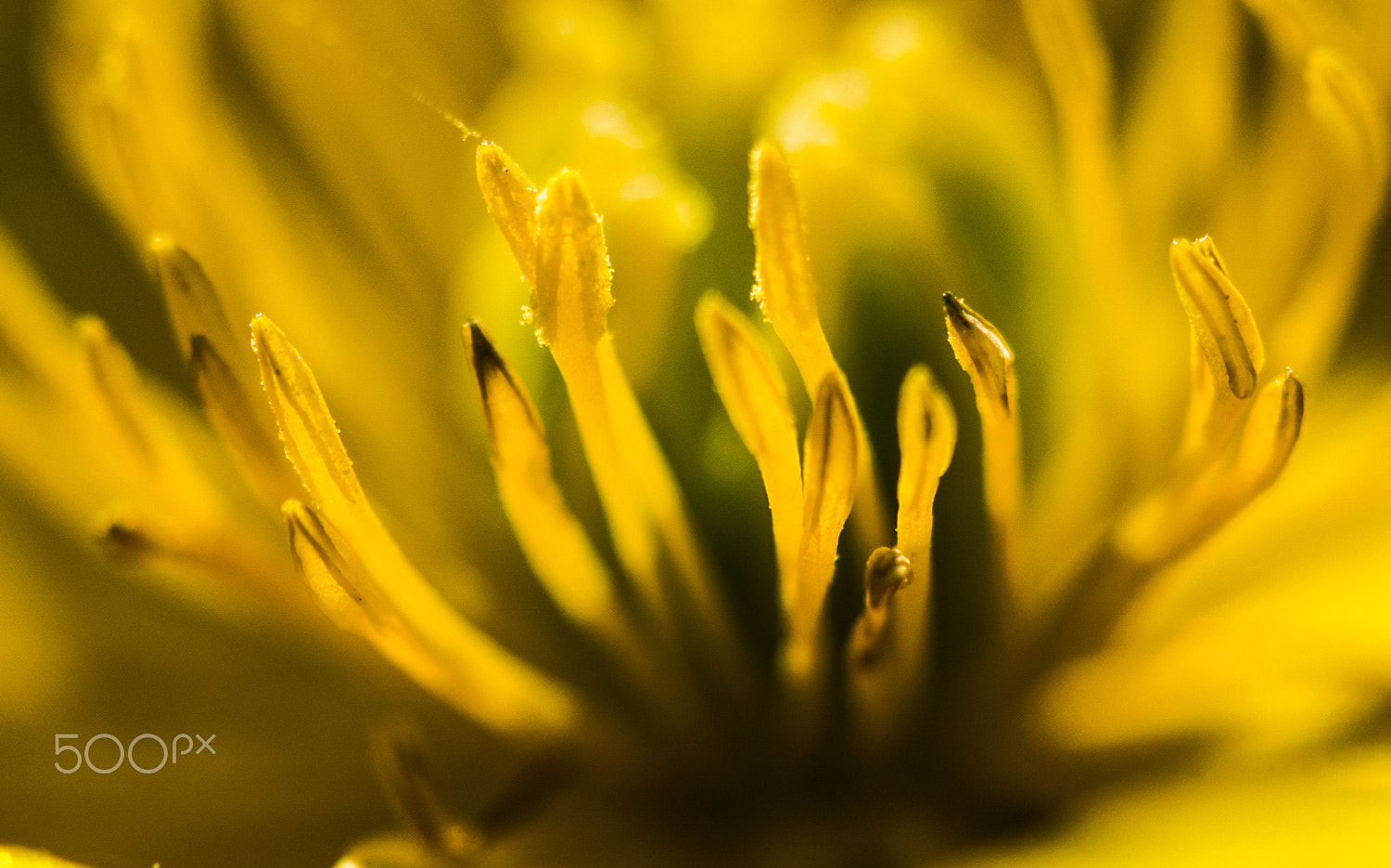 Nikon 1 V1 sample photo. Inside flower photography