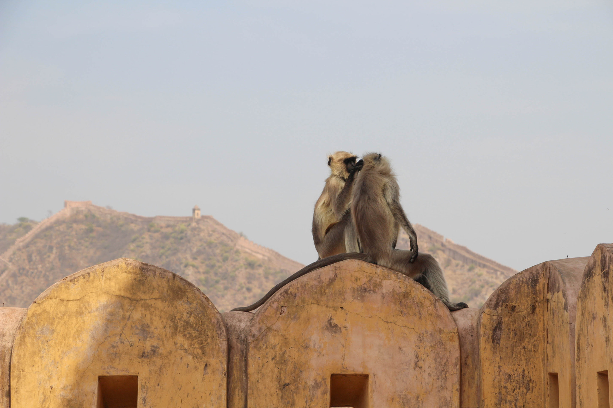 Canon EF-S 18-135mm F3.5-5.6 IS STM sample photo. Monkeys on their wall photography