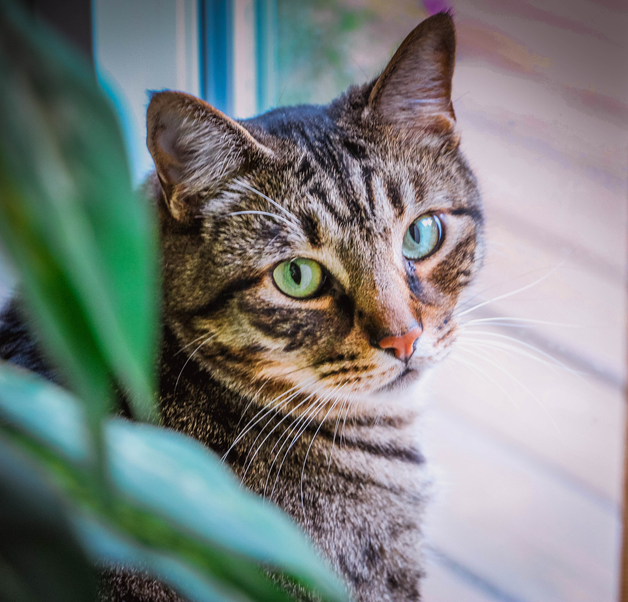 Canon EF-S 18-135mm F3.5-5.6 IS STM sample photo. Morris the cat photography