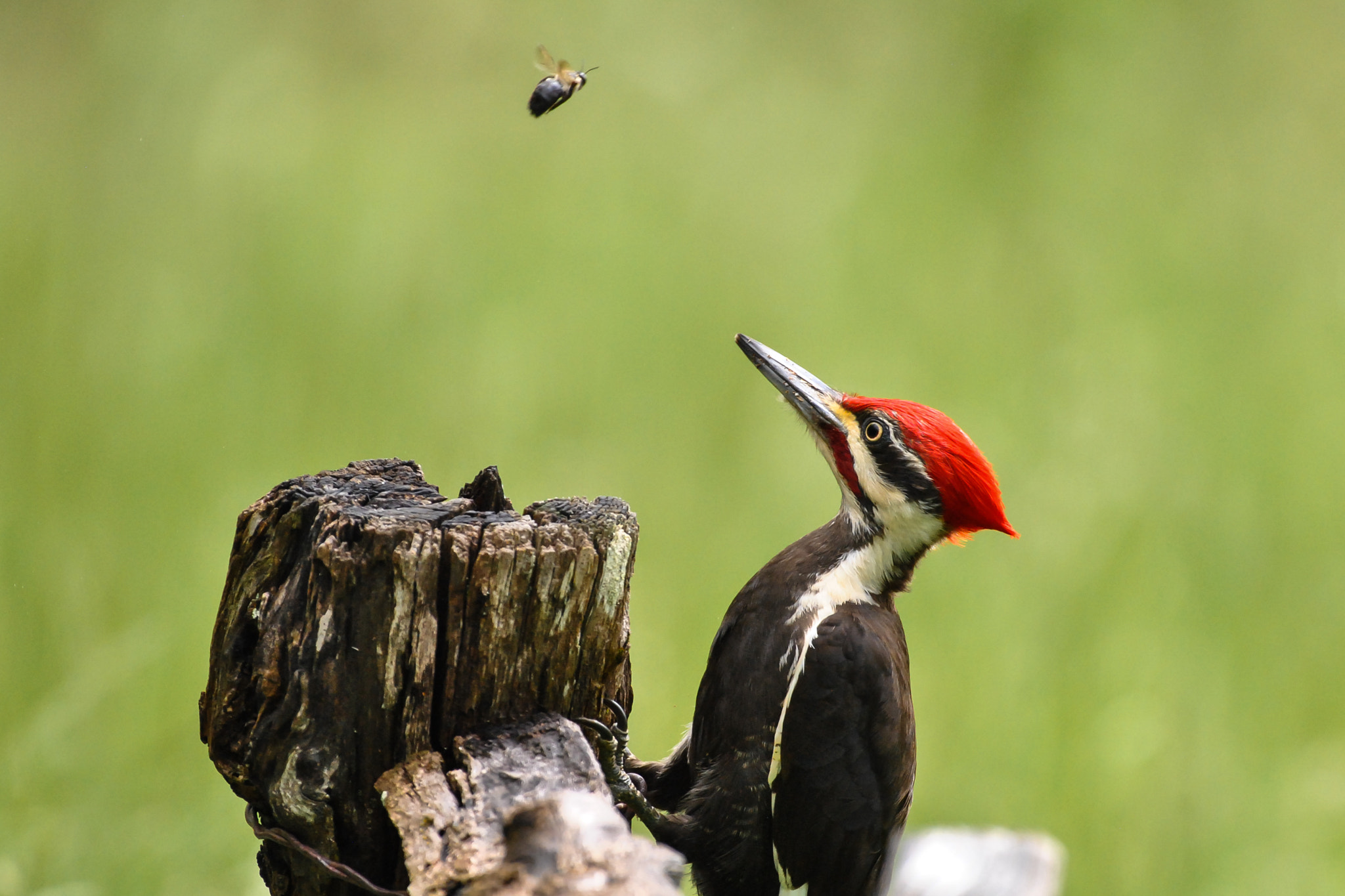 Nikon AF-S Nikkor 200-500mm F5.6E ED VR sample photo. Birds and the bees photography