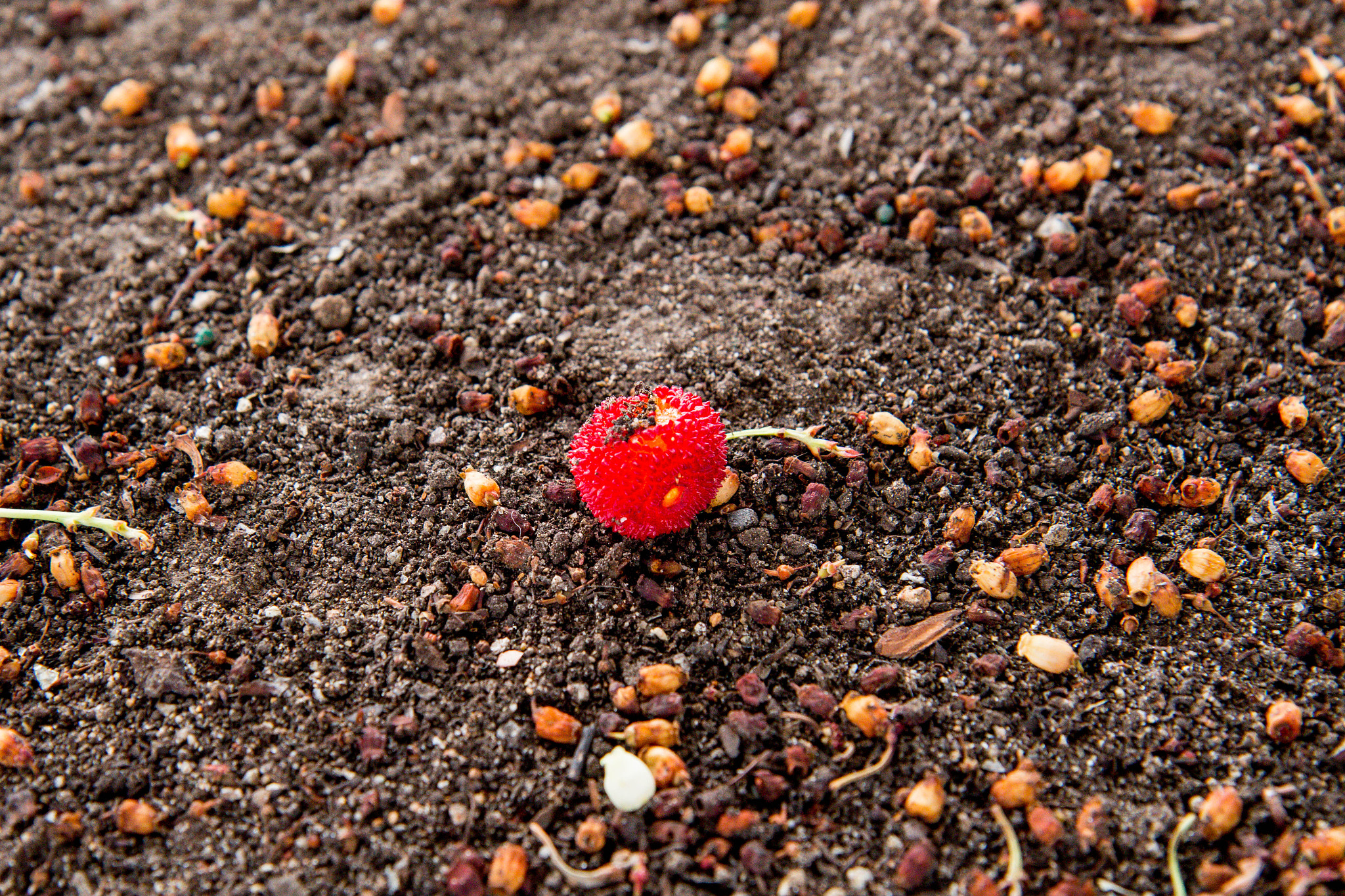 Canon EOS 100D (EOS Rebel SL1 / EOS Kiss X7) sample photo. Red berry at balboa park photography