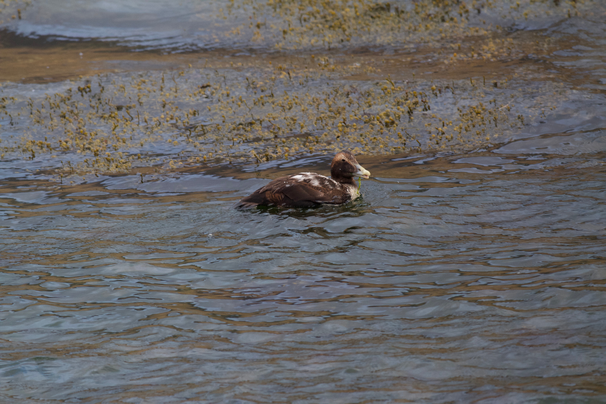 Canon EOS 7D + Canon EF 500mm f/4.5L sample photo. Img_4107.jpg photography