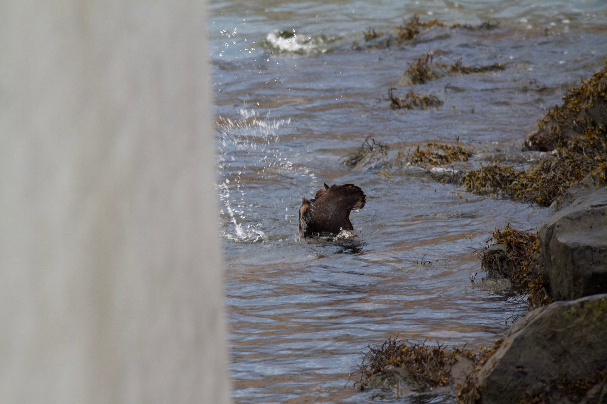 Canon EOS 7D + Canon EF 500mm f/4.5L sample photo. Img_4087.jpg photography